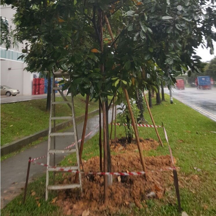 Tree Planting Evergreen Landscape &amp; Construction Pte Ltd