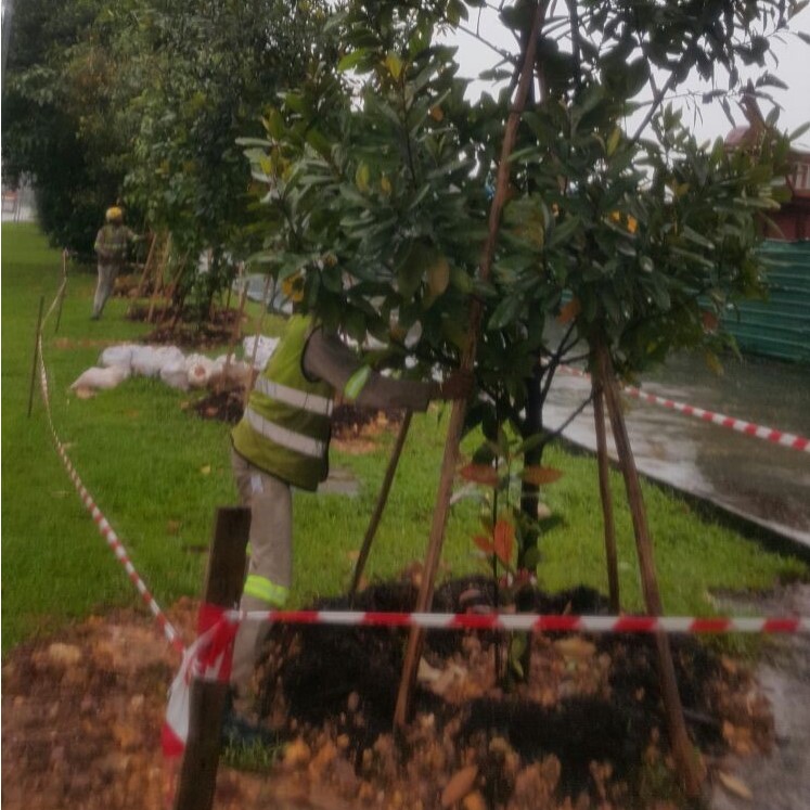 Tree Planting Evergreen Landscape &amp; Construction Pte Ltd